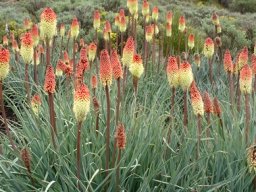 Kniphofia caulescens in numbers